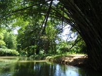 A descer o rio na floresta jamaicana