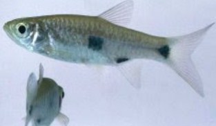 Elegant Rasbora (Rasbora elegans)