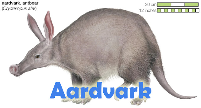 Aardvark hewan unik asal afrika