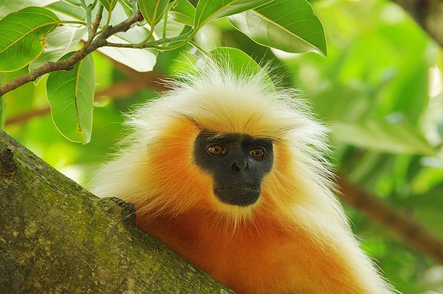 Gee's Golden Langur