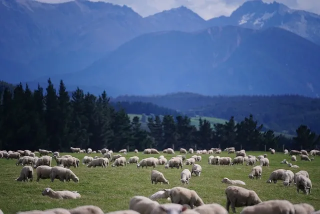 Scenery of New Zealand, Sheep farm
