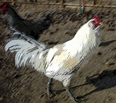 White Rooster