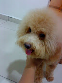 My Puppy