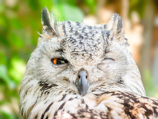 What does owl eat