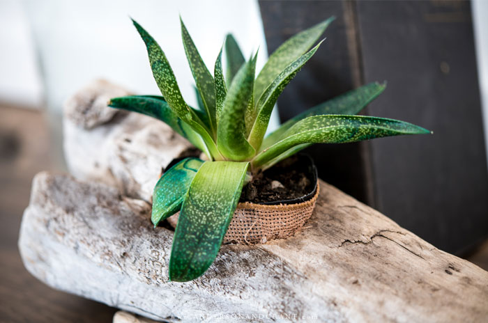 Driftwood planter with green succulent