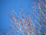 But then it warms right up, into the 60s and 70s. The trees have started to . (myrtlebeach buds)