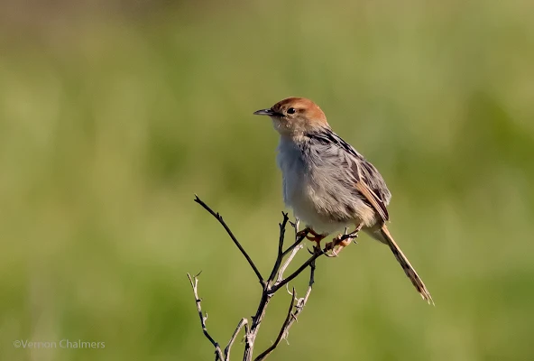 Levaillant's Cisticola - Perched Bird Photography - Table Bay Nature Reserve Woodbridge Island