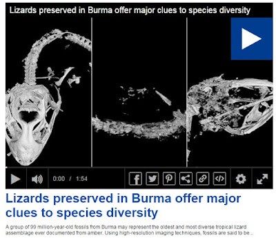  http://www.dailymail.co.uk/video/sciencetech/video-1271797/Lizards-preserved-Bruma-offer-major-clues-species-diversity.html