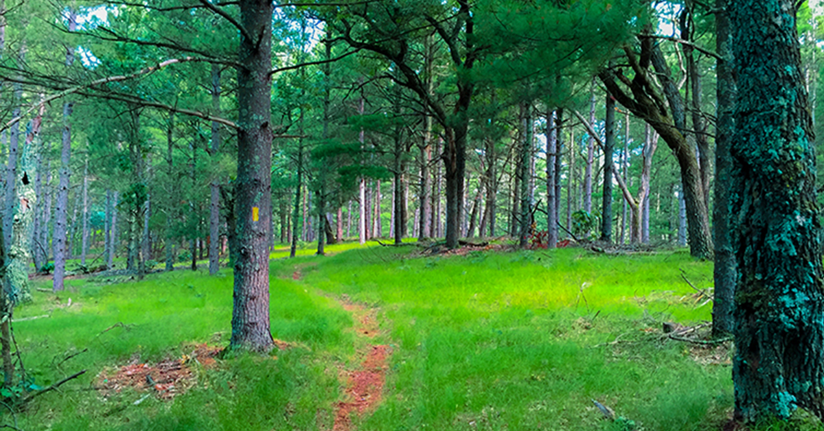 Trail Banner