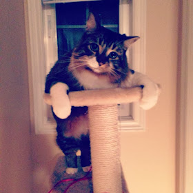 Funny cats - part 86 (40 pics + 10 gifs), cat poses on cat tree