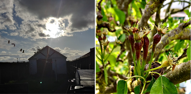 Evening sky and baby pears