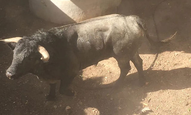 Llegan toros para el encierro de Motul.