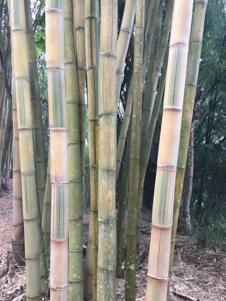 Dua jenis Bambu  dengan diameter Terbesar  di  Dunia  ternyata 