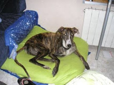 PERDIDA GALGA DE SOS GALGOS