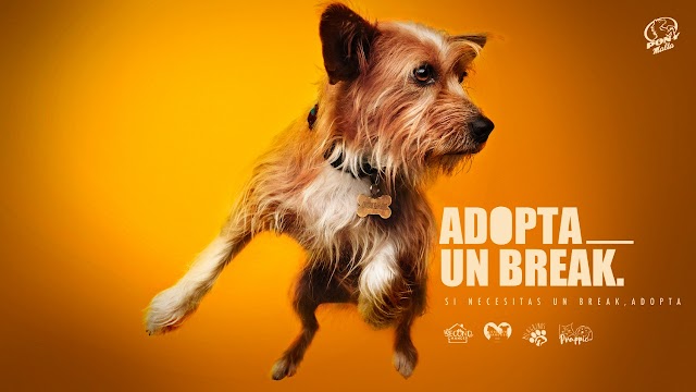 ¡Adopta Un Break! La iniciativa social de Pony Malta que promueve la adopción de perritos