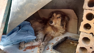 Cão é atropelado e motorista não presta socorro