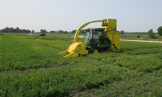 alfalfa cutting