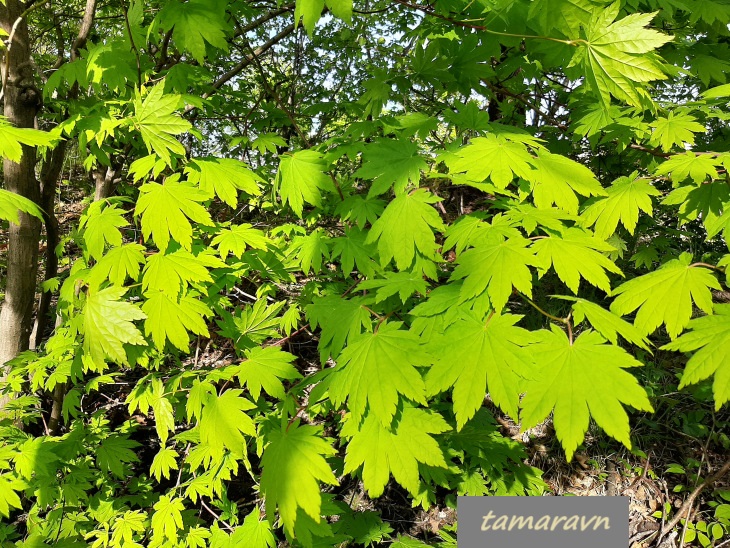 Клён ложнозибольдов (Acer pseudosieboldianum)