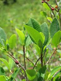 coca