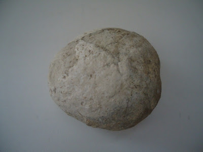 Fossil Tortoise/Turtle egg