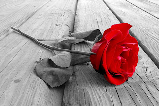 Rosa roja resalta sobre madera en blanco y negro