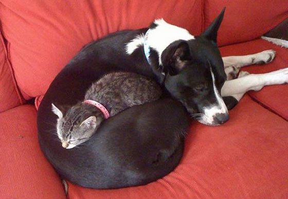 Cat And Dog Love Each Other