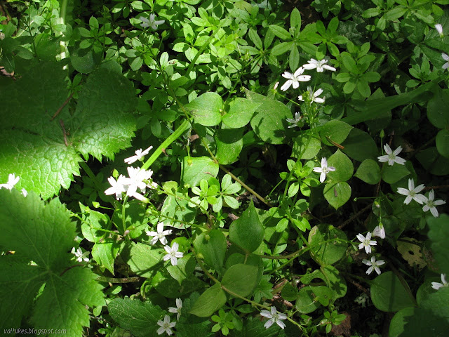 little white flowers and leaves