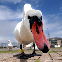 Tempat belajar Fotografi burung