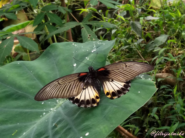 Papilio memnon