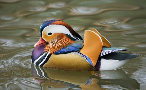 Ao contrário de outras espécies de patos, o pato mandarim permanece com a parceira com a qual acasalou para o resto da vida. Inclusive auxilia no cuidado com os filhotes. 