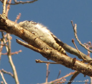 Downy Woodpeckers