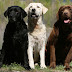 Dogs color could determine how long They will  live