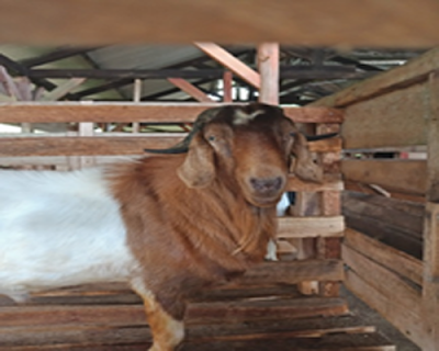 Kambing Saburai Unggulan Lampung