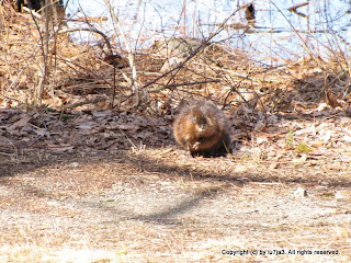 Muskrat