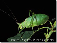 pterophylla camellifolia, a true katydid