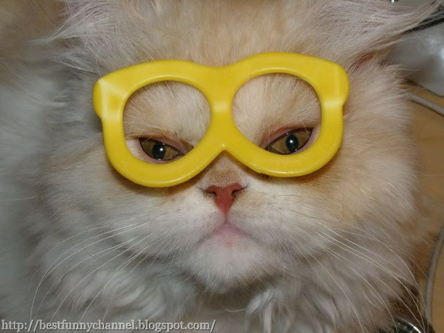 Cat in funny glasses.