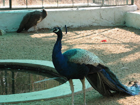 Peacock in Jogimatti zoo