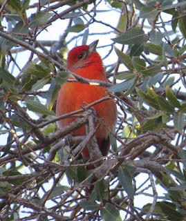 Hepatic Tanager