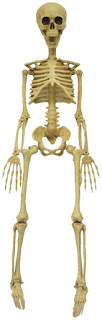  3' Realistic Skeleton for Halloween