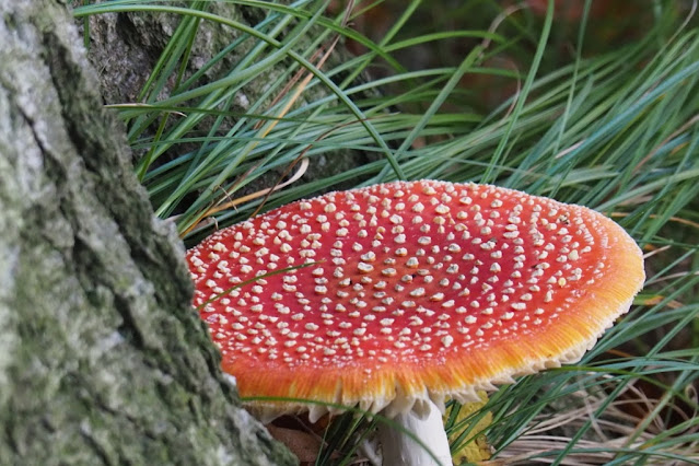 prachtige paddenstoelen