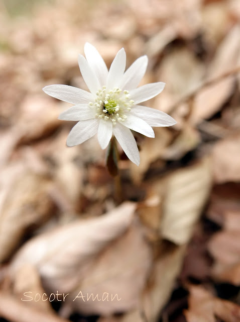 Anemone raddeana