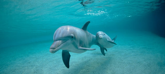 Delfines y buceo