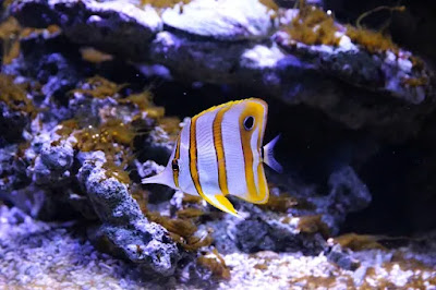 Butterfly fish