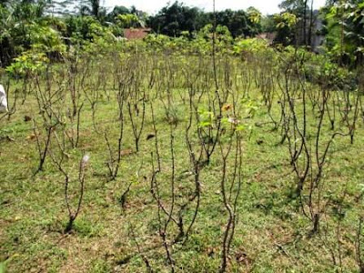 Kebun yang tidak diurus lagi karena terserang berat kutu putih singkong