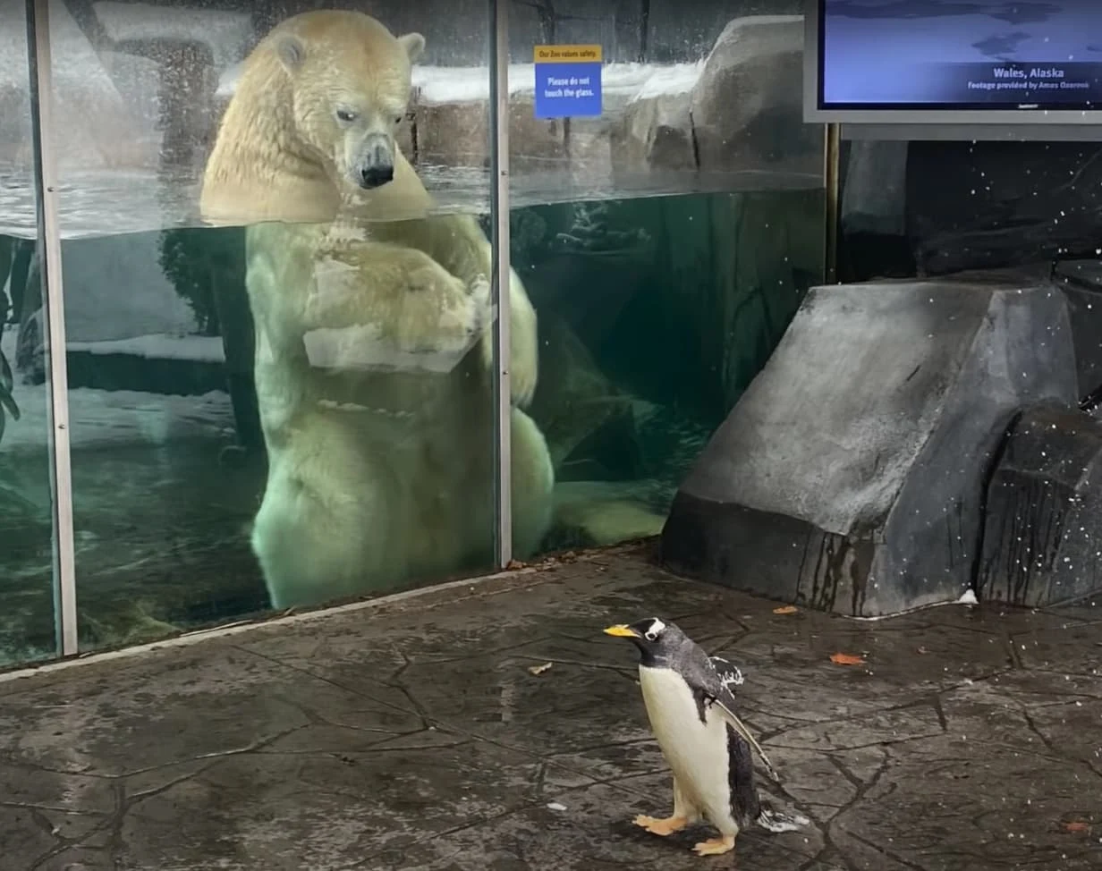 Pinguine besuchen einen Eisbär | Der Süden trifft auf den Norden beim Zooausflug in Saint Louis