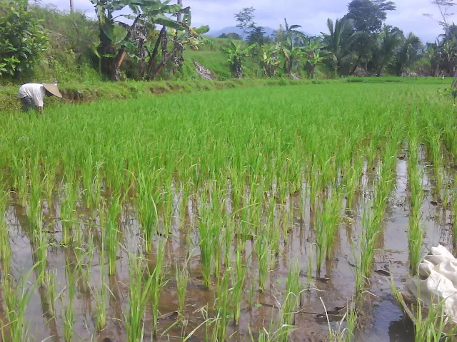 Mensyukuri hujan dengan bercocok tanam