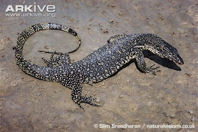 Common water Monitor