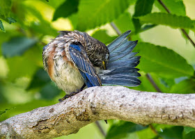 Male Eastern Bluebird fledgling preening after a bath