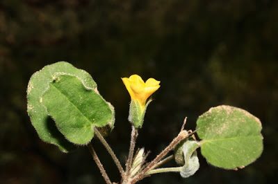 Кислица дихондролистная (Oxalis dichondrifolia)