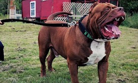 MADER proíbe importação de cães perigosos